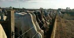 Fazenda Top Pecuária, Lavoura, Piscicultura e Frigorífico 60.288 ha | Muquém de São Francisco/ BA Fazenda Top Pecuária, Lavoura, Piscicultura e Frigorífico 60.288 ha | Muquém de São Francisco/ BA