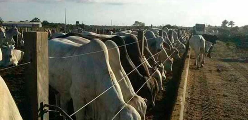 Fazenda Top Pecuária, Lavoura, Piscicultura e Frigorífico 60.288 ha | Muquém de São Francisco/ BA Fazenda Top Pecuária, Lavoura, Piscicultura e Frigorífico 60.288 ha | Muquém de São Francisco/ BA