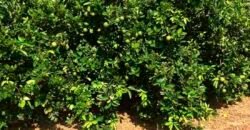 Fazenda Top Pecuária, Lavoura, Piscicultura e Frigorífico 60.288 ha | Muquém de São Francisco/ BA Fazenda Top Pecuária, Lavoura, Piscicultura e Frigorífico 60.288 ha | Muquém de São Francisco/ BA