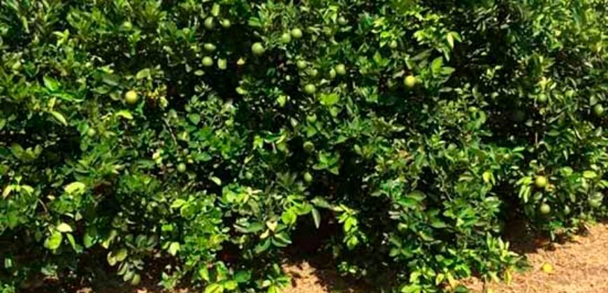 Fazenda Top Pecuária, Lavoura, Piscicultura e Frigorífico 60.288 ha | Muquém de São Francisco/ BA Fazenda Top Pecuária, Lavoura, Piscicultura e Frigorífico 60.288 ha | Muquém de São Francisco/ BA