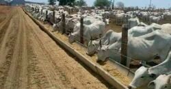 Fazenda Top Pecuária, Lavoura, Piscicultura e Frigorífico 60.288 ha | Muquém de São Francisco/ BA Fazenda Top Pecuária, Lavoura, Piscicultura e Frigorífico 60.288 ha | Muquém de São Francisco/ BA