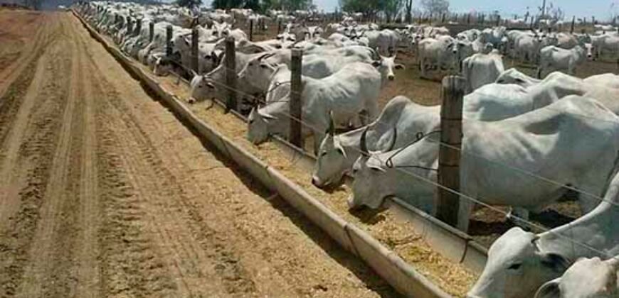 Fazenda Top Pecuária, Lavoura, Piscicultura e Frigorífico 60.288 ha | Muquém de São Francisco/ BA Fazenda Top Pecuária, Lavoura, Piscicultura e Frigorífico 60.288 ha | Muquém de São Francisco/ BA