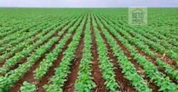 Fazenda Dupla Aptidão 89 mil has Toda Estruturada Pista de Pouso e Hangar | Paranatinga/ MT