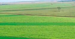 Fazenda Dupla Aptidão 89 mil has Toda Estruturada Pista de Pouso e Hangar | Paranatinga/ MT