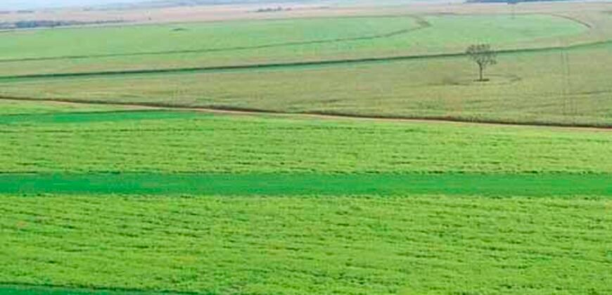 Fazenda Dupla Aptidão 89 mil has Toda Estruturada Pista de Pouso e Hangar | Paranatinga/ MT