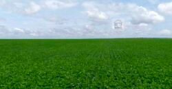 Fazenda Dupla Aptidão 89 mil has Toda Estruturada Pista de Pouso e Hangar | Paranatinga/ MT