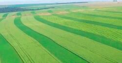 Fazenda Dupla Aptidão 89 mil has Toda Estruturada Pista de Pouso e Hangar | Paranatinga/ MT