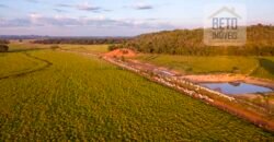 Fazenda Dupla Aptidão Lavoura e Pasto com 18.800 hectares | Zona Rural de Goiatins/ TO