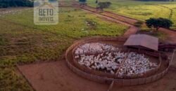 Fazenda Dupla Aptidão Lavoura e Pasto com 18.800 hectares | Zona Rural de Goiatins/ TO