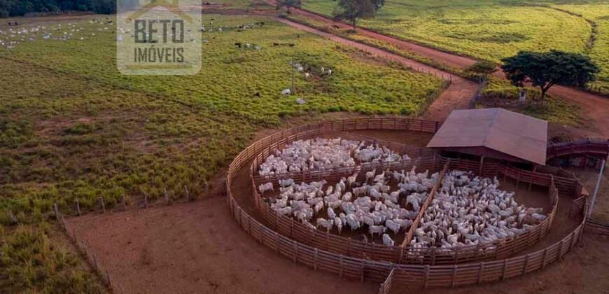 Fazenda Dupla Aptidão Lavoura e Pasto com 18.800 hectares | Zona Rural de Goiatins/ TO