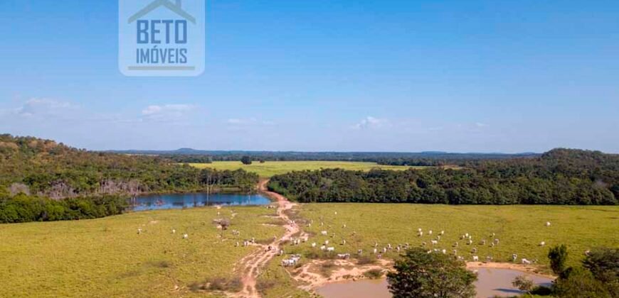 Fazenda Dupla Aptidão Lavoura e Pasto com 18.800 hectares | Zona Rural de Goiatins/ TO