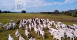 Fazenda Dupla Aptidão Lavoura e Pasto com 18.800 hectares | Zona Rural de Goiatins/ TO