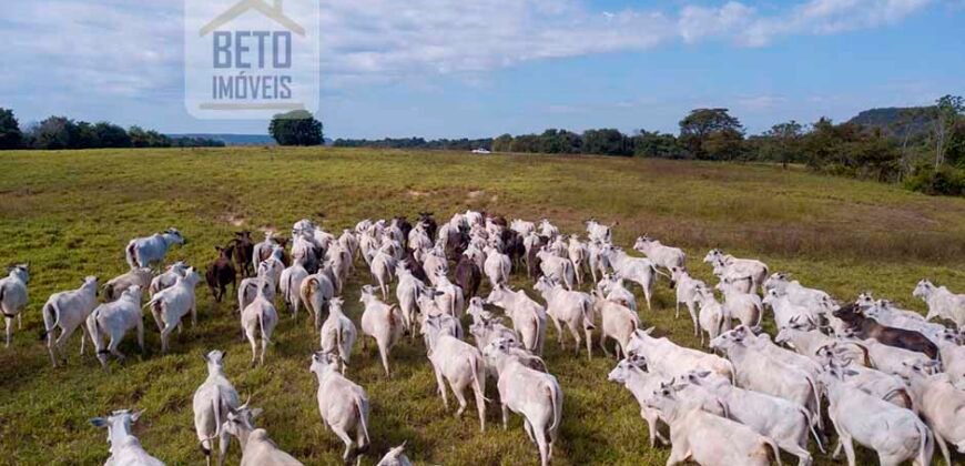 Fazenda Dupla Aptidão Lavoura e Pasto com 18.800 hectares | Zona Rural de Goiatins/ TO