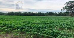 Oportunidade Única: Fazenda de 624 Alqueires Lavoura e Pasto | Cristalândia/ TO
