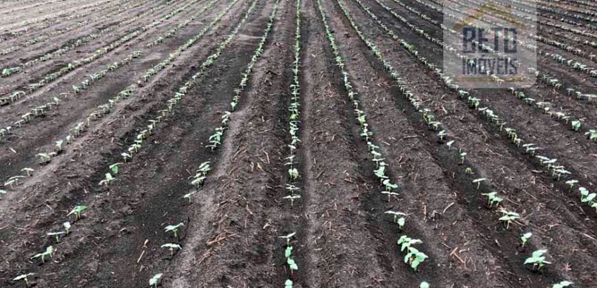 Oportunidade Única: Fazenda de 624 Alqueires Lavoura e Pasto | Cristalândia/ TO