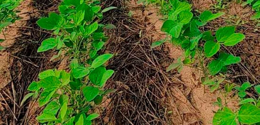 Fazenda à Venda c/  9.355 hectares com plantio, armazanemento e todo maquinário | Goaiatins/ TO