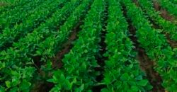 Fazenda à Venda c/  9.355 hectares com plantio, armazanemento e todo maquinário | Goaiatins/ TO