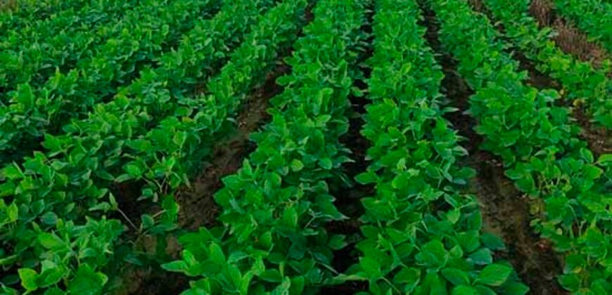 Fazenda à Venda c/  9.355 hectares com plantio, armazanemento e todo maquinário | Goaiatins/ TO