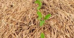 Fazenda à Venda c/  9.355 hectares com plantio, armazanemento e todo maquinário | Goaiatins/ TO