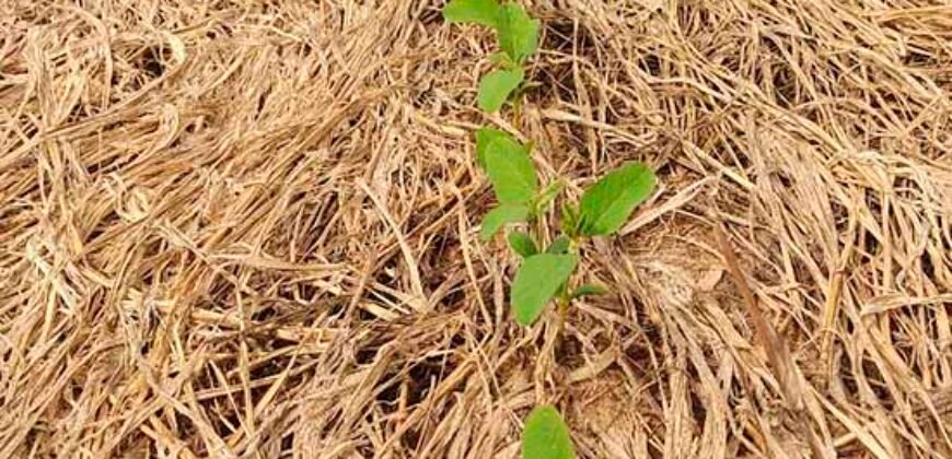 Fazenda à Venda c/  9.355 hectares com plantio, armazanemento e todo maquinário | Goaiatins/ TO