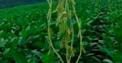 Fazenda à Venda c/  9.355 hectares com plantio, armazanemento e todo maquinário | Goaiatins/ TO