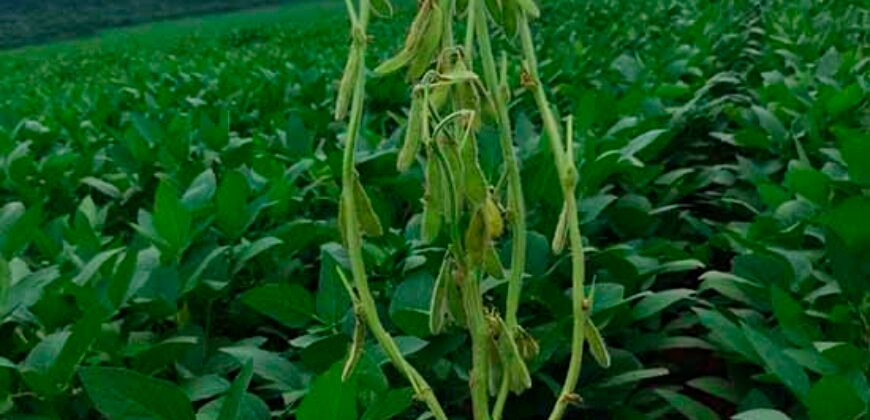 Fazenda à Venda c/  9.355 hectares com plantio, armazanemento e todo maquinário | Goaiatins/ TO