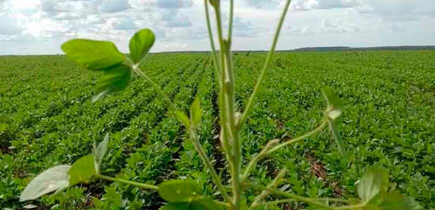 Fazenda à Venda c/  9.355 hectares com plantio, armazanemento e todo maquinário | Goaiatins/ TO