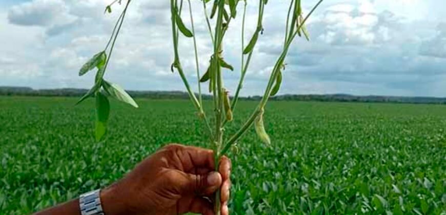 Fazenda à Venda c/  9.355 hectares com plantio, armazanemento e todo maquinário | Goaiatins/ TO