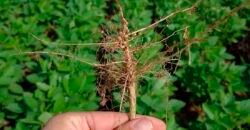 Fazenda à Venda c/  9.355 hectares com plantio, armazanemento e todo maquinário | Goaiatins/ TO