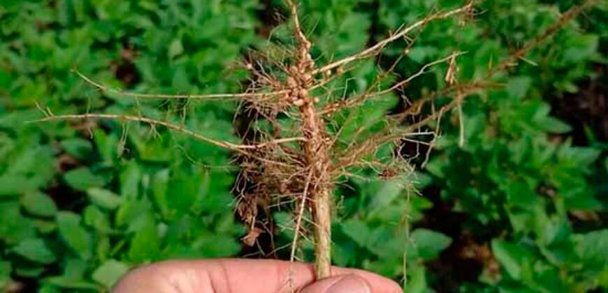 Fazenda à Venda c/  9.355 hectares com plantio, armazanemento e todo maquinário | Goaiatins/ TO