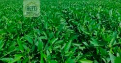 Fazenda à Venda c/  9.355 hectares com plantio, armazanemento e todo maquinário | Goaiatins/ TO