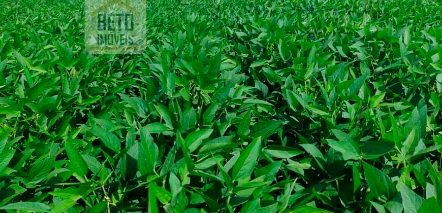 Fazenda à Venda c/  9.355 hectares com plantio, armazanemento e todo maquinário | Goaiatins/ TO