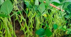 Fazenda à Venda c/  9.355 hectares com plantio, armazanemento e todo maquinário | Goaiatins/ TO