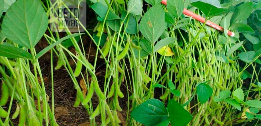 Fazenda à Venda c/  9.355 hectares com plantio, armazanemento e todo maquinário | Goaiatins/ TO