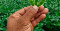 Fazenda à Venda c/  9.355 hectares com plantio, armazanemento e todo maquinário | Goaiatins/ TO