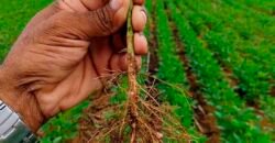 Fazenda à Venda c/  9.355 hectares com plantio, armazanemento e todo maquinário | Goaiatins/ TO