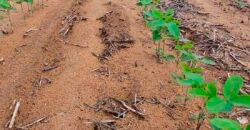 Fazenda à Venda c/  9.355 hectares com plantio, armazanemento e todo maquinário | Goaiatins/ TO