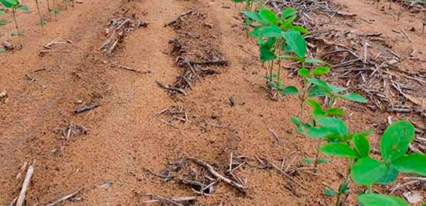 Fazenda à Venda c/  9.355 hectares com plantio, armazanemento e todo maquinário | Goaiatins/ TO