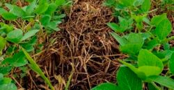 Fazenda à Venda c/  9.355 hectares com plantio, armazanemento e todo maquinário | Goaiatins/ TO