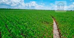 Excelente fazenda para lavoura e pasto com 500 alqueires Toda plana | Peixe/ TO