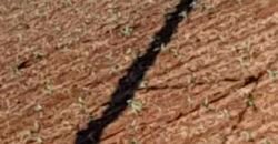 Excelente fazenda para lavoura e pasto com 500 alqueires Toda plana | Peixe/ TO