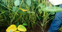 Excelente fazenda para lavoura e pasto com 500 alqueires Toda plana | Peixe/ TO