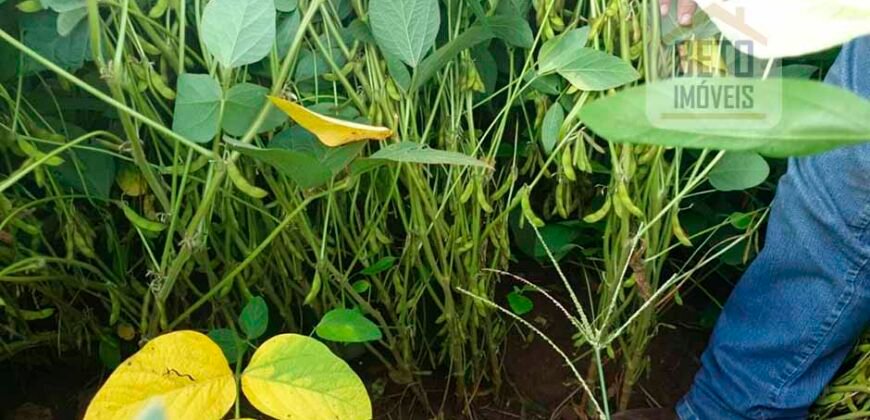 Excelente fazenda para lavoura e pasto com 500 alqueires Toda plana | Peixe/ TO