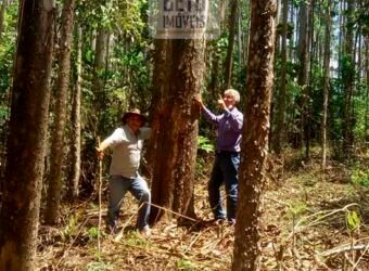 Fazenda de Eucalipto 980 hectares, estrutura para pecuária e 18 nascentes | São Sebastião/ SP Fazenda de Eucalipto 980 hectares, estrutura para pecuária e 18 nascentes | São Sebastião/ SP