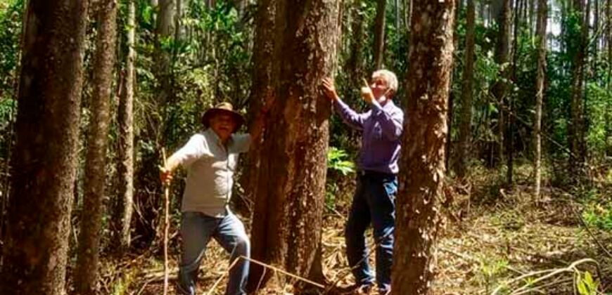 Fazenda de Eucalipto 980 hectares, estrutura para pecuária e 18 nascentes | São Sebastião/ SP Fazenda de Eucalipto 980 hectares, estrutura para pecuária e 18 nascentes | São Sebastião/ SP