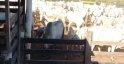 Fazenda para pastagem com 7500 cabeças de gado e próximo à cidade | Marabá – PA Fazenda para pastagem com 7500 cabeças de gado e próximo à cidade | Marabá – PA