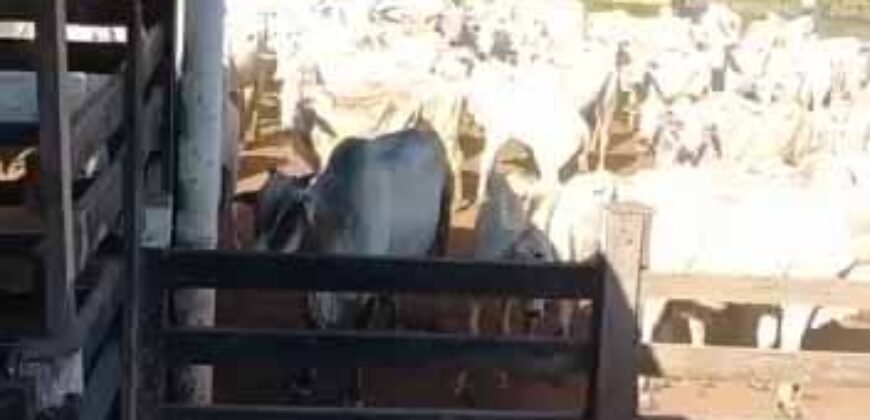 Fazenda para pastagem com 7500 cabeças de gado e próximo à cidade | Marabá – PA Fazenda para pastagem com 7500 cabeças de gado e próximo à cidade | Marabá – PA