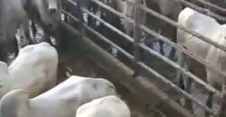 Fazenda para pastagem com 7500 cabeças de gado e próximo à cidade | Marabá – PA Fazenda para pastagem com 7500 cabeças de gado e próximo à cidade | Marabá – PA