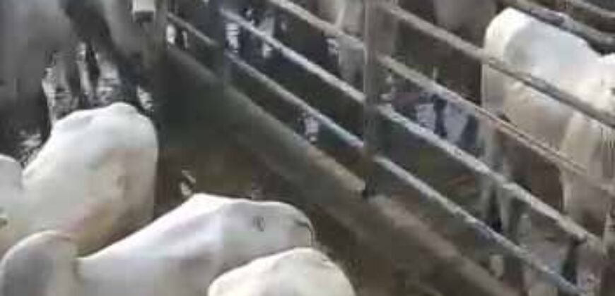 Fazenda para pastagem com 7500 cabeças de gado e próximo à cidade | Marabá – PA Fazenda para pastagem com 7500 cabeças de gado e próximo à cidade | Marabá – PA