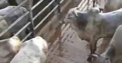 Fazenda para pastagem com 7500 cabeças de gado e próximo à cidade | Marabá – PA Fazenda para pastagem com 7500 cabeças de gado e próximo à cidade | Marabá – PA